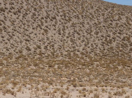 Some people never get to see Vicuñas we saw Five Herds.